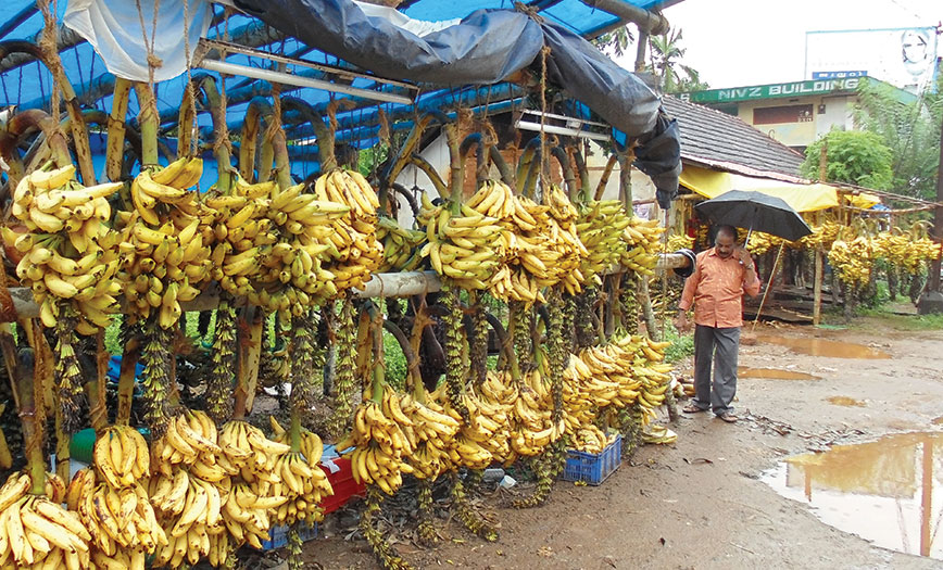 The famed Chengalikodan banana